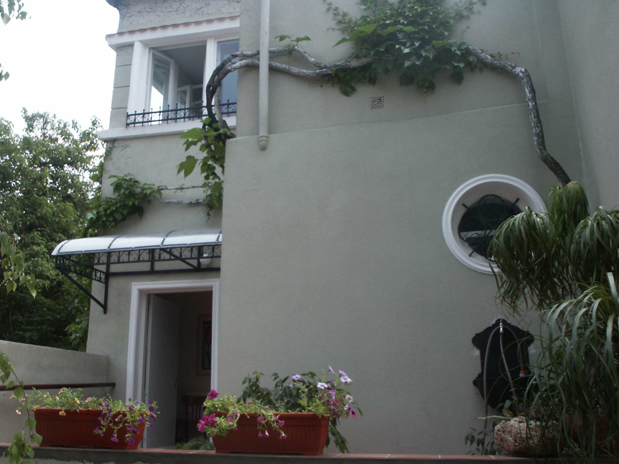 Close view of a building exterior with a round window and climbing vine, soft daylight